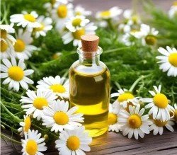 Chamomile Roman Essential Oil (France)